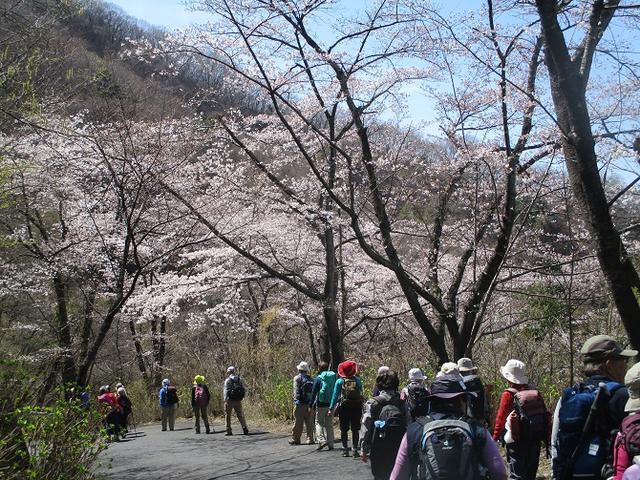 画像11: 4月5日に岡田ガイドのコースで群馬県の桜で有名な 「牛伏山」 へ行ってきました♪