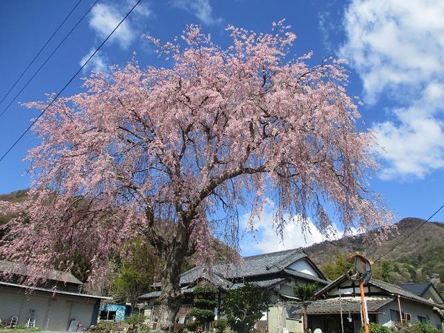 画像2: 4月9日に山旅会 晃石山から太平山 ツアーに行ってきました! にいって