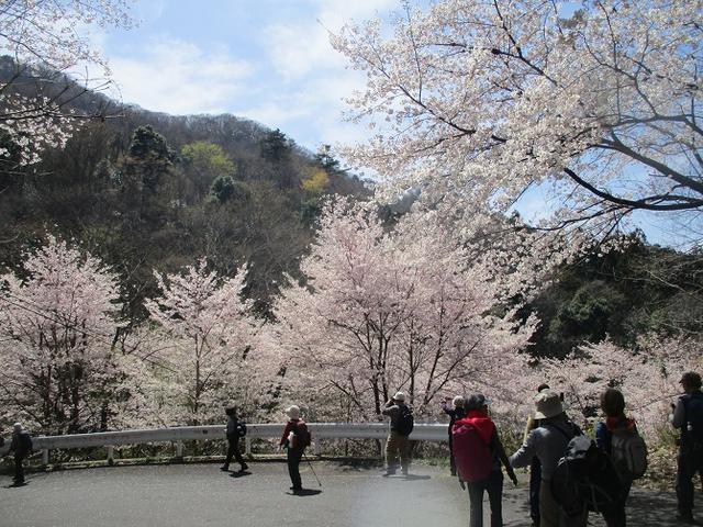 画像13: 4月5日に岡田ガイドのコースで群馬県の桜で有名な 「牛伏山」 へ行ってきました♪