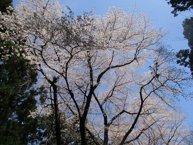 画像12: 4月5日に岡田ガイドのコースで群馬県の桜で有名な 「牛伏山」 へ行ってきました♪
