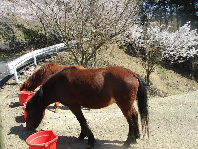 画像13: 本日は対馬・姫神山のツアー報告です!