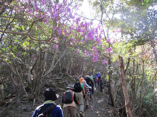 画像3: 【山旅会・登山ガイドこだわりツアー】添乗員からの便り・対馬の御岳へいってきました!