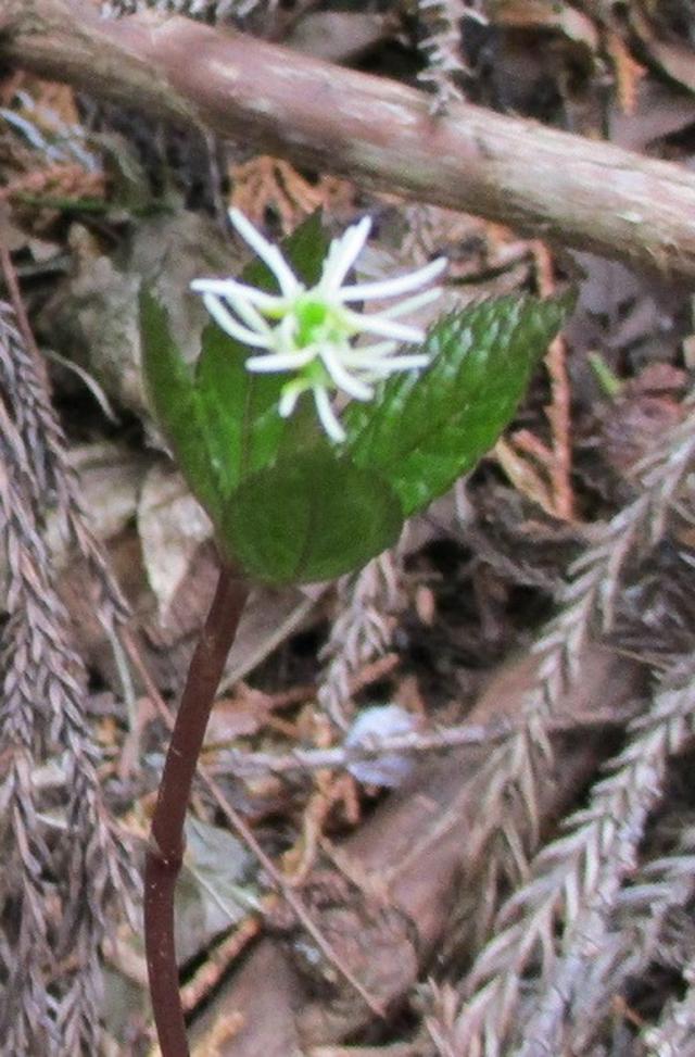 画像10: 4月17日に山旅会 百蔵(ももくら)山 のツアーに行ってきました!