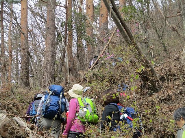 画像5: 4月17日に山旅会 百蔵(ももくら)山 のツアーに行ってきました!