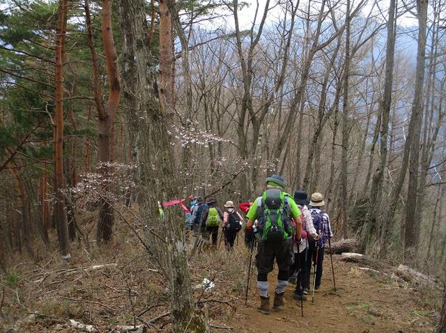 画像9: 4月17日に山旅会 百蔵(ももくら)山 のツアーに行ってきました!