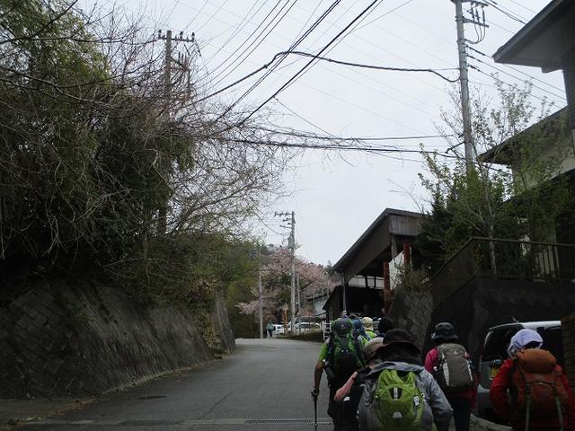 画像1: 4月17日に山旅会 百蔵(ももくら)山 のツアーに行ってきました!