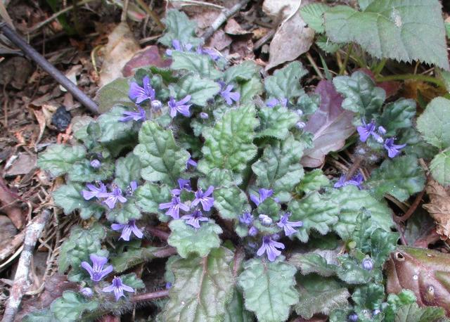 画像3: 4月20日に山旅会 「西山峠から草戸山」 ツアーに行ってきました!