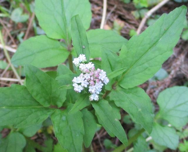 画像4: 4月20日に山旅会 「西山峠から草戸山」 ツアーに行ってきました!