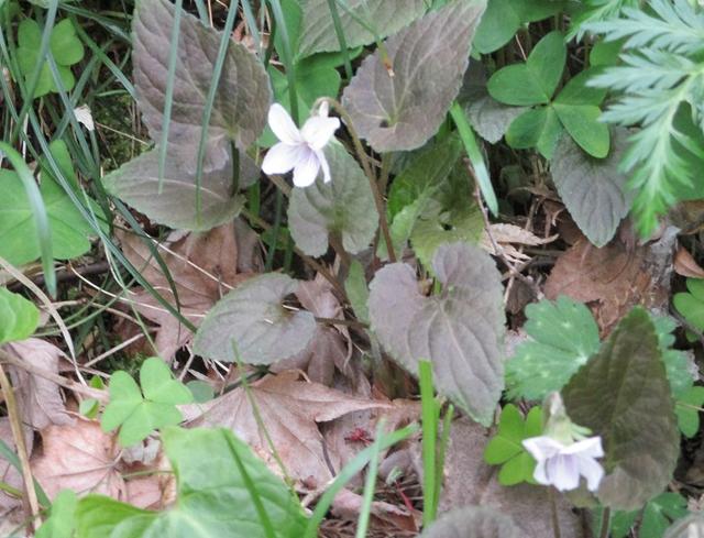 画像2: 4月20日に山旅会 「西山峠から草戸山」 ツアーに行ってきました!