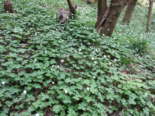 画像7: 4月20日に山旅会 「西山峠から草戸山」 ツアーに行ってきました!