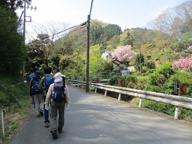 画像1: 4月20日に山旅会 「西山峠から草戸山」 ツアーに行ってきました!