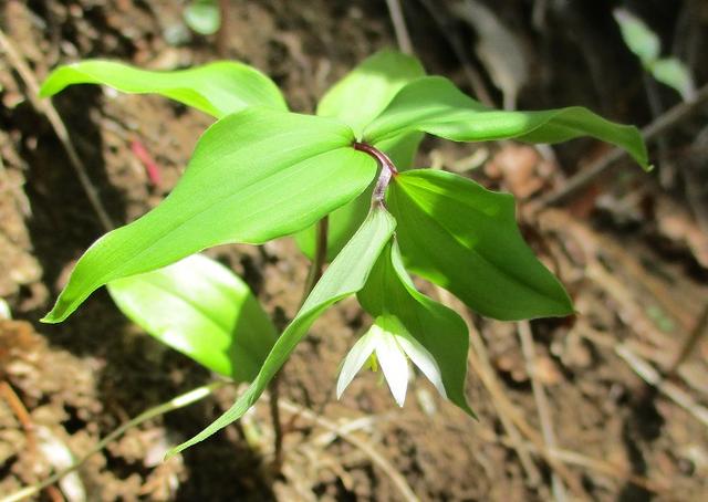画像9: 4月20日に山旅会 「西山峠から草戸山」 ツアーに行ってきました!