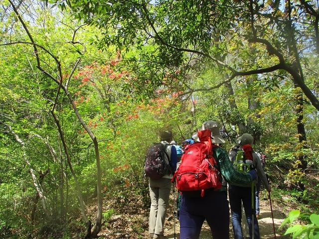 画像13: 4月20日に山旅会 「西山峠から草戸山」 ツアーに行ってきました!