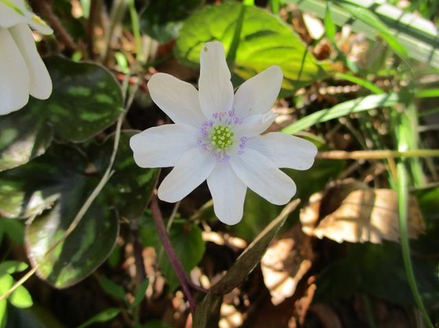 画像7: 4月15日に岡田ガイドとカタクリ咲く 六万騎山 へ行って来ました♪