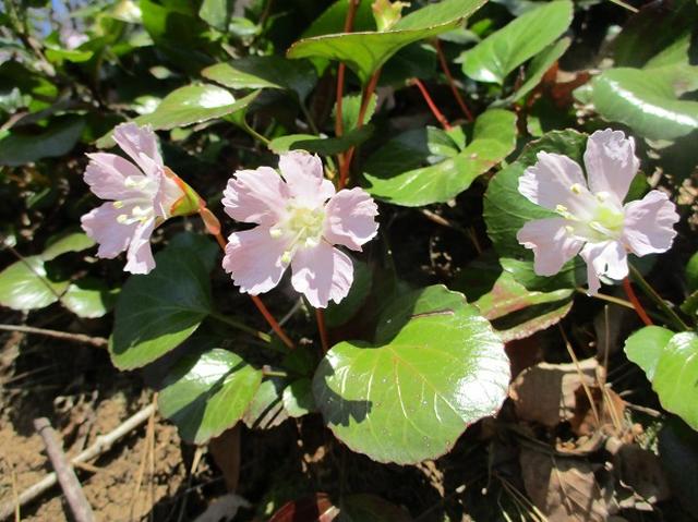 画像14: 4月15日に岡田ガイドとカタクリ咲く 六万騎山 へ行って来ました♪