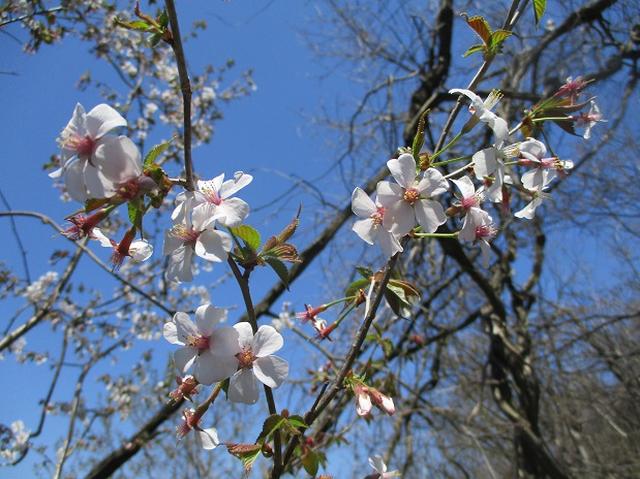 画像8: 4月15日に岡田ガイドとカタクリ咲く 六万騎山 へ行って来ました♪