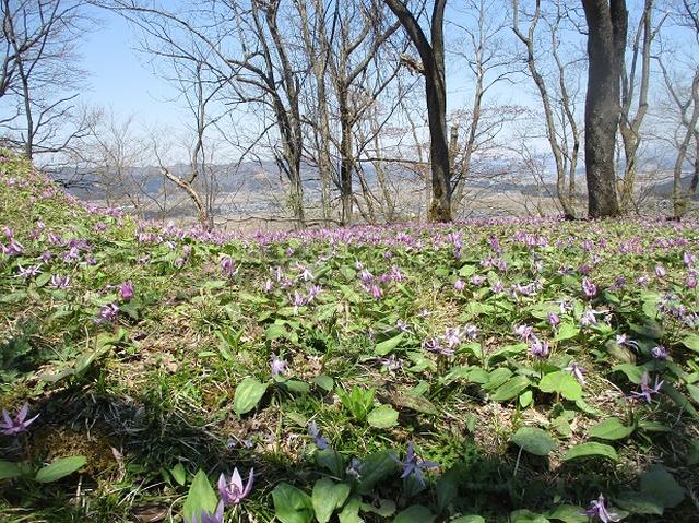 画像10: 4月15日に岡田ガイドとカタクリ咲く 六万騎山 へ行って来ました♪