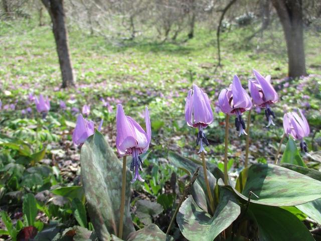 画像1: 4月15日に岡田ガイドとカタクリ咲く 六万騎山 へ行って来ました♪