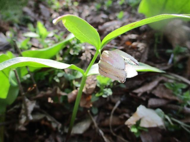 画像6: 4月15日に岡田ガイドとカタクリ咲く 六万騎山 へ行って来ました♪
