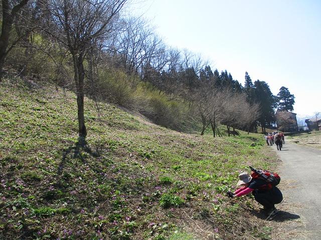 画像2: 4月15日に岡田ガイドとカタクリ咲く 六万騎山 へ行って来ました♪