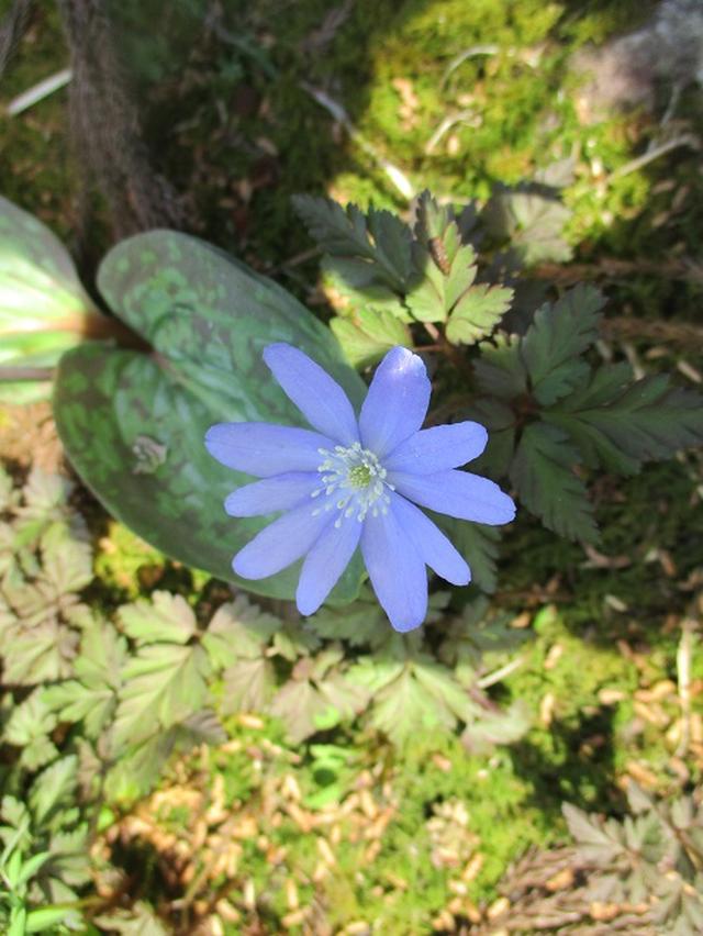 画像17: 4月15日に岡田ガイドとカタクリ咲く 六万騎山 へ行って来ました♪