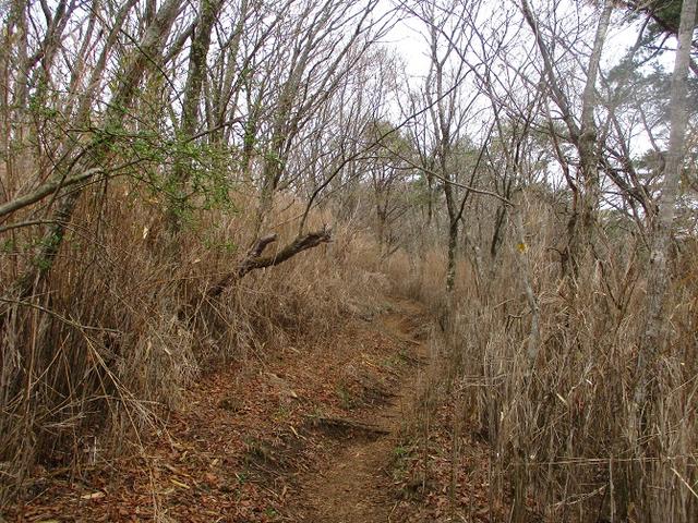 画像3: 来年の春の企画のネタを探して 九州・祖母山 に行ってきました!