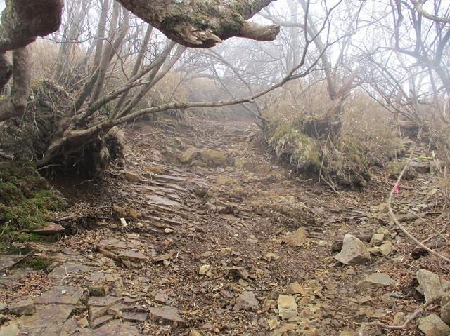 画像8: 来年の春の企画のネタを探して 九州・祖母山 に行ってきました!