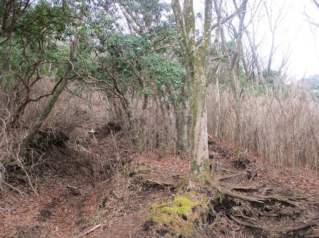 画像7: 来年の春の企画のネタを探して 九州・祖母山 に行ってきました!