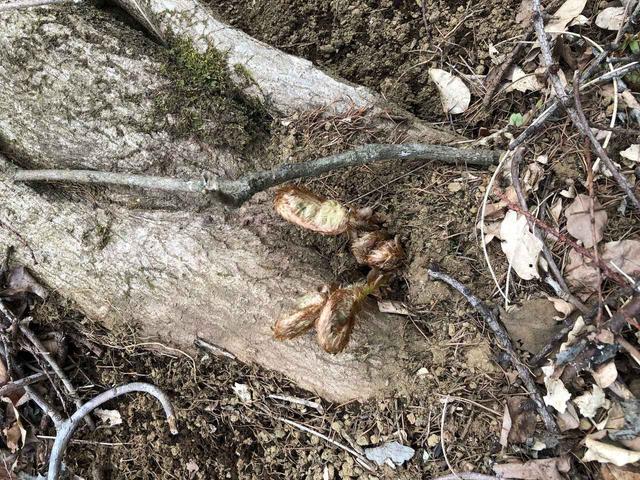 画像3: 富士山すそ野ぐるり1周ウォーク 第1回に行ってきました!