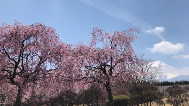 画像1: 富士山すそ野ぐるり1周ウォーク 第1回に行ってきました!