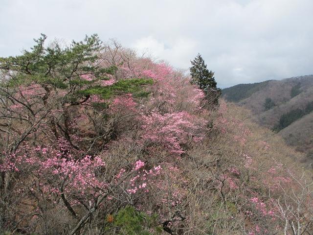 画像7: 4月25日に山旅会 「鳴神山」 ツアーに行ってきました!