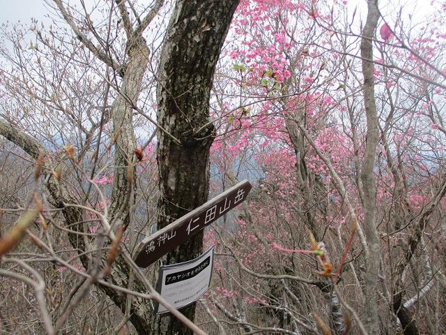 画像9: 4月25日に山旅会 「鳴神山」 ツアーに行ってきました!