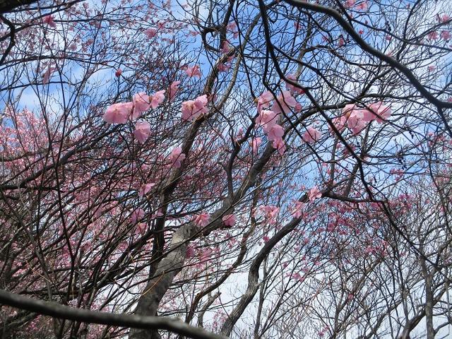 画像6: 4月25日に山旅会 「鳴神山」 ツアーに行ってきました!