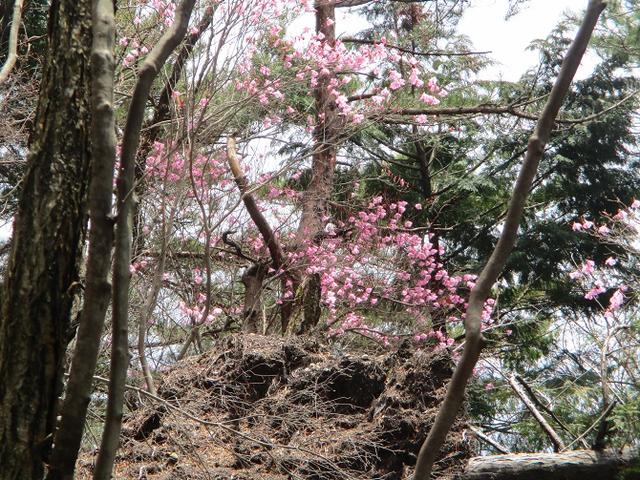 画像5: 4月25日に山旅会 「鳴神山」 ツアーに行ってきました!