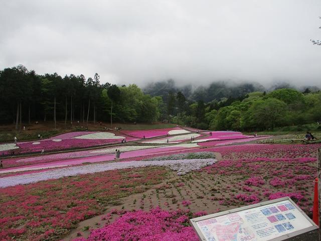 画像9: 4月26日に 「琴平丘陵から羊山公園」 ツアーに行ってきました!