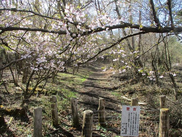画像1: 【山旅会・登山ガイドこだわりツアー】岡田ガイドからの便り・籠坂峠から三国山ツアーの下見に行ってきました!