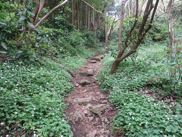 画像5: 5月の山旅会 西山峠から高尾山 ツアーの直前下見に行ってきました!