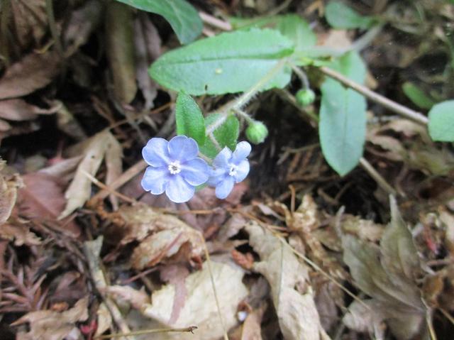 画像13: 5月の山旅会 西山峠から高尾山 ツアーの直前下見に行ってきました!