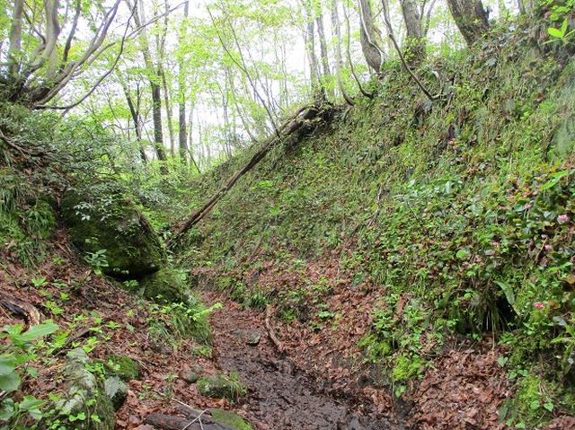 画像3: 5月の山旅会 「佐渡」 ツアーの直前下見報告です!