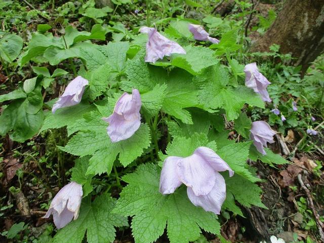 画像7: 5月の山旅会 「佐渡」 ツアーの直前下見報告です!
