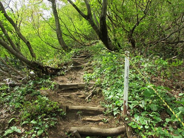 画像10: 5月の山旅会 「坂戸山と八石山」 の直前下見報告です!