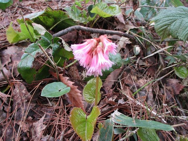 画像12: 5月の山旅会 「坂戸山と八石山」 の直前下見報告です!