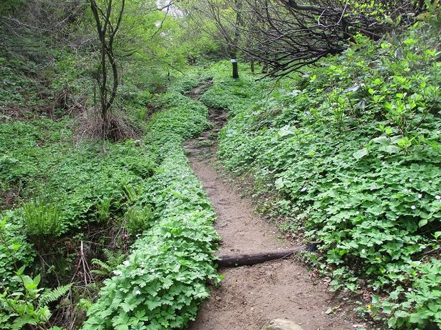 画像7: 5月の山旅会 「坂戸山と八石山」 の直前下見報告です!
