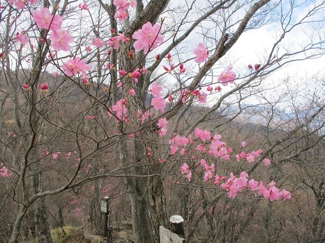 画像3: 5月の山旅会 「茶ノ木平から華厳の滝」 の下見に行ってきました!