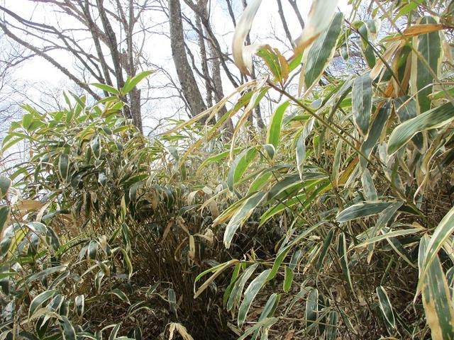 画像6: 5月の山旅会 「茶ノ木平から華厳の滝」 の下見に行ってきました!