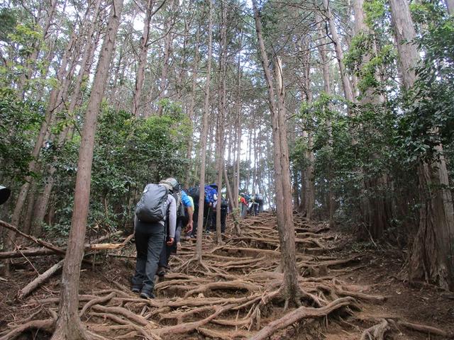 画像7: 5月4日に岡田ガイドのツアーで埼玉県の「越上山」へ行って来ました♪