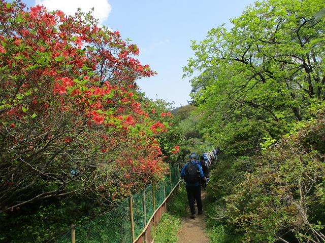 画像6: 5月4日に岡田ガイドのツアーで埼玉県の「越上山」へ行って来ました♪
