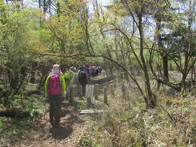 画像1: 5月10日に山旅会 「籠坂峠から三国山」 ツアーにいってきました!