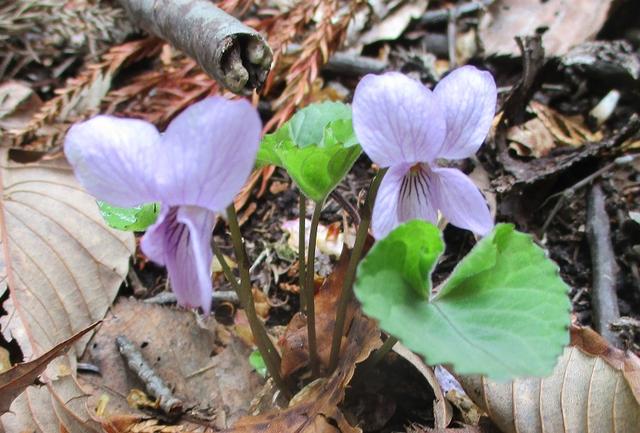 画像3: 5月7日に山旅会 「秩父丸山」 ツアーに行ってきました!