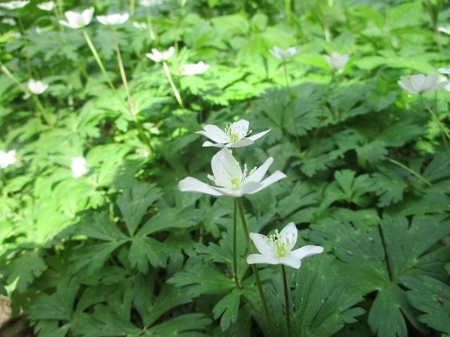 画像7: 5月8日、9日に岡田ガイドのコースで新潟の山へ行って来ました♪